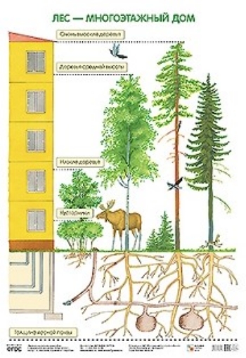 

Плакат "Лес - многоэтажный дом"